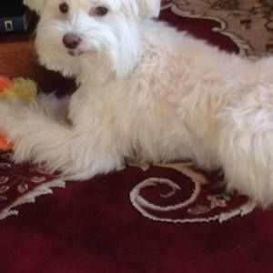 Meet your Posher, Toby